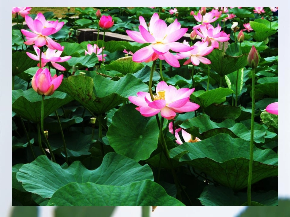 《孩子们的花》PPT课件[冀教版一年级语文下册]_第2页