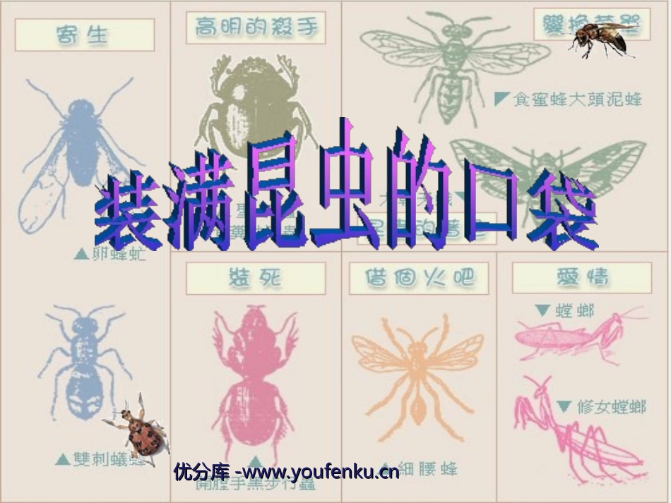 《装满昆虫的衣袋》PPT课件[苏教版五年级语文上册]_第1页