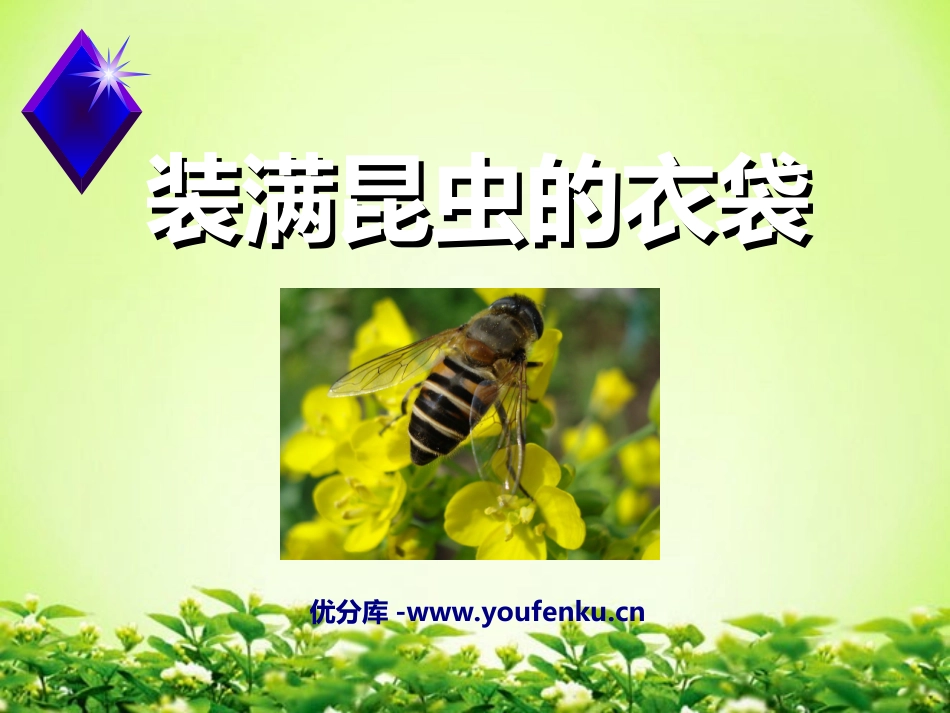 《装满昆虫的衣袋》PPT课件[苏教版五年级语文上册]_第1页