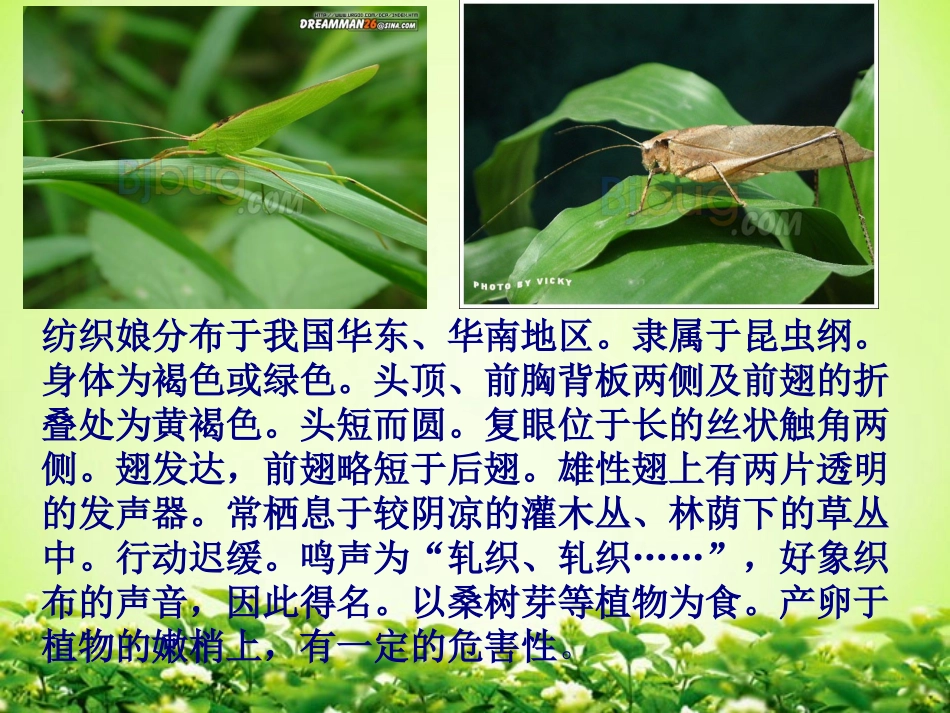 《装满昆虫的衣袋》PPT课件[苏教版五年级语文上册]_第2页