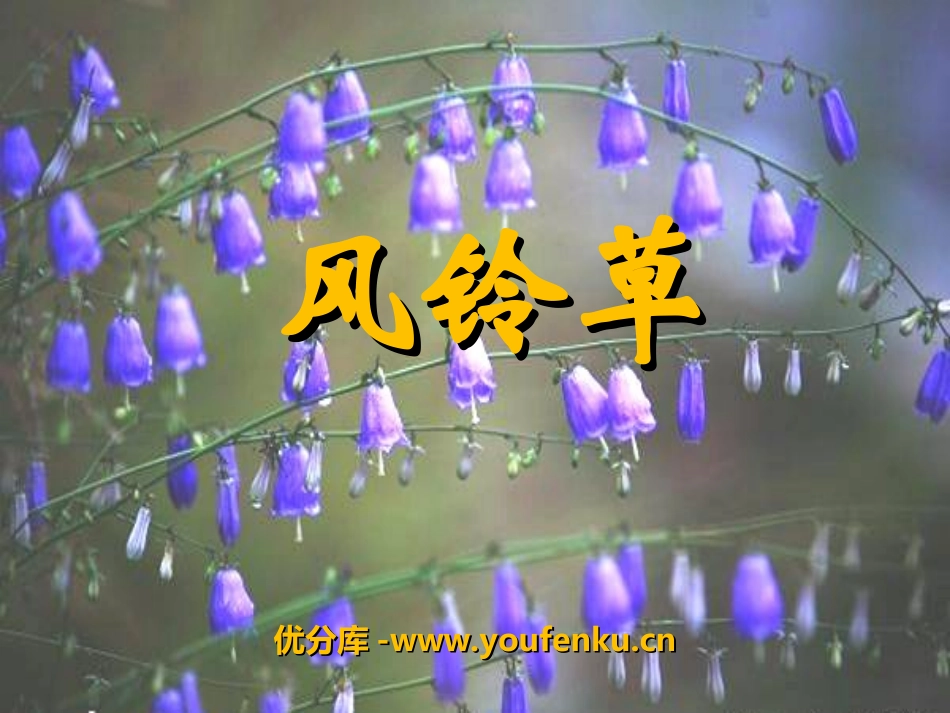 《风铃草》PPT课件[冀教版二年级语文上册]_第1页