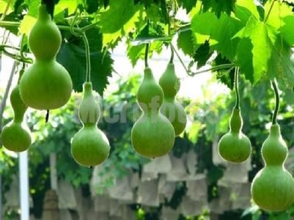 《我要的是葫芦》PPT课件[冀教版二年级语文上册]_第2页