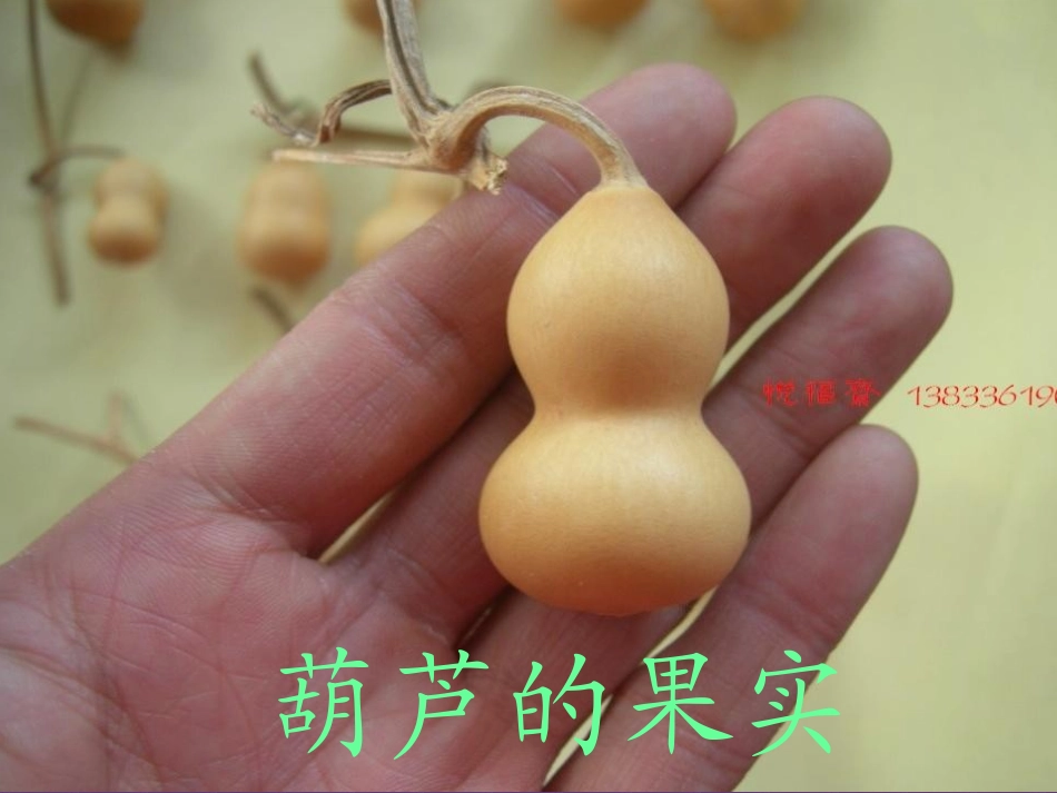 《我要的是葫芦》PPT课件[冀教版二年级语文上册]_第3页
