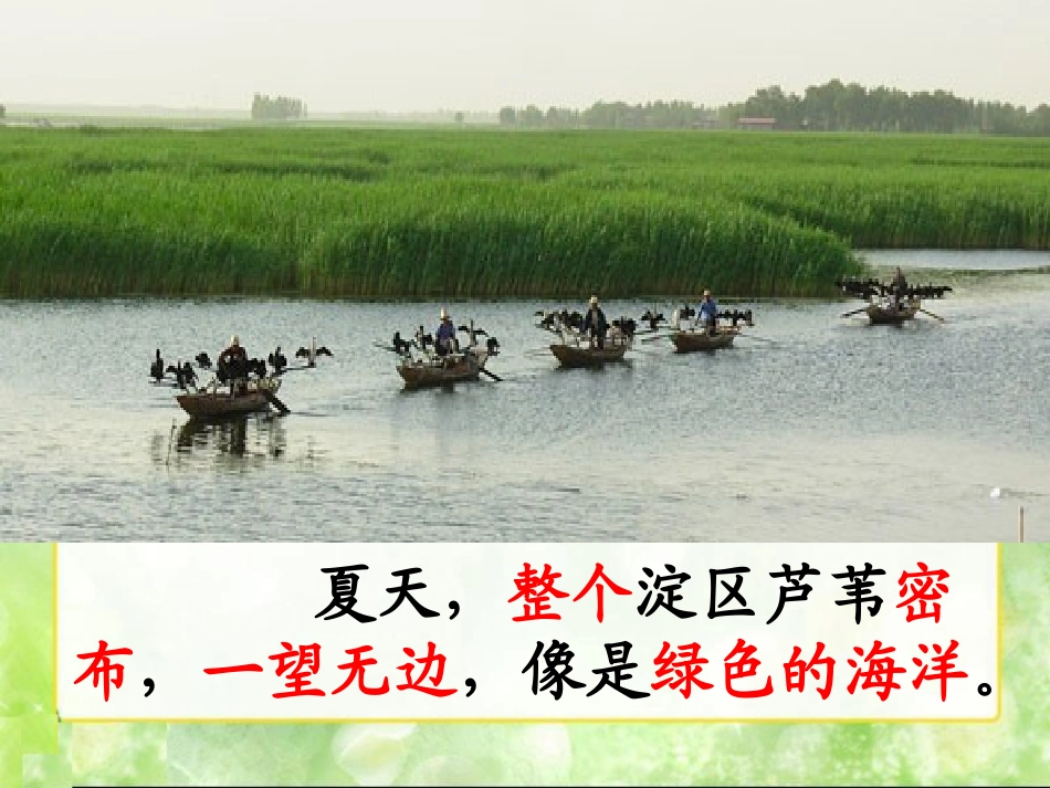 《华北明珠白洋淀》PPT课件[冀教版二年级语文下册]_第3页