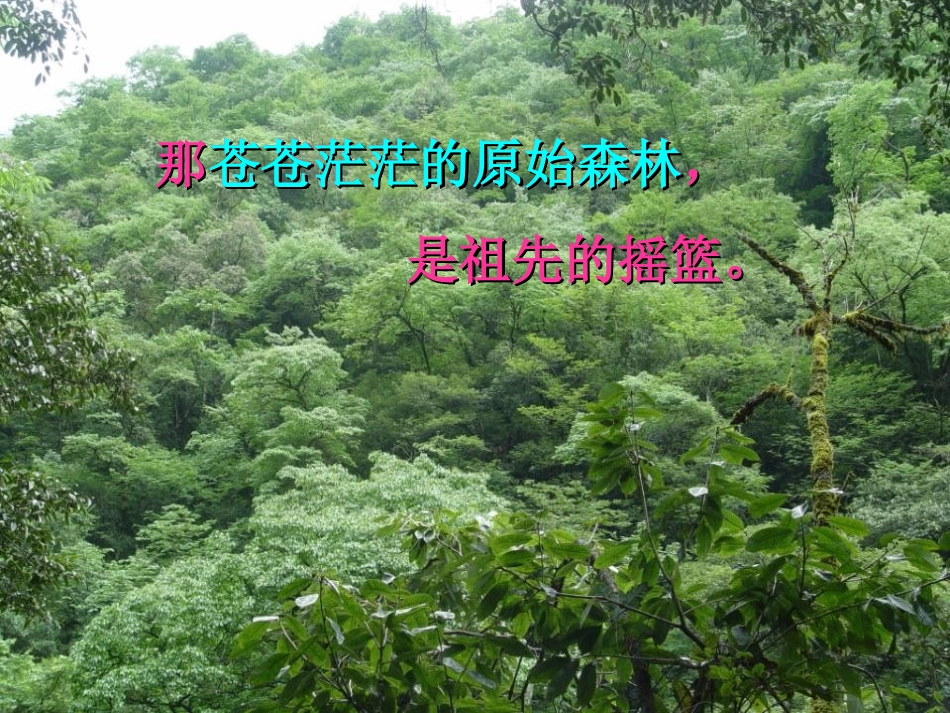 《祖先的摇篮》PPT课件[冀教版二年级语文下册]_第2页