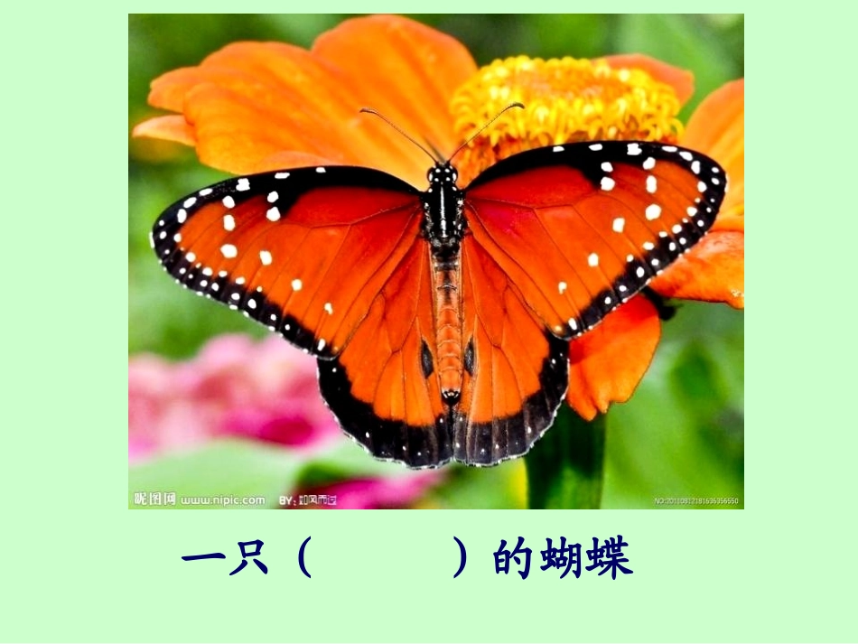 《小蝴蝶和毛毛虫》PPT课件[冀教版二年级语文下册]_第3页