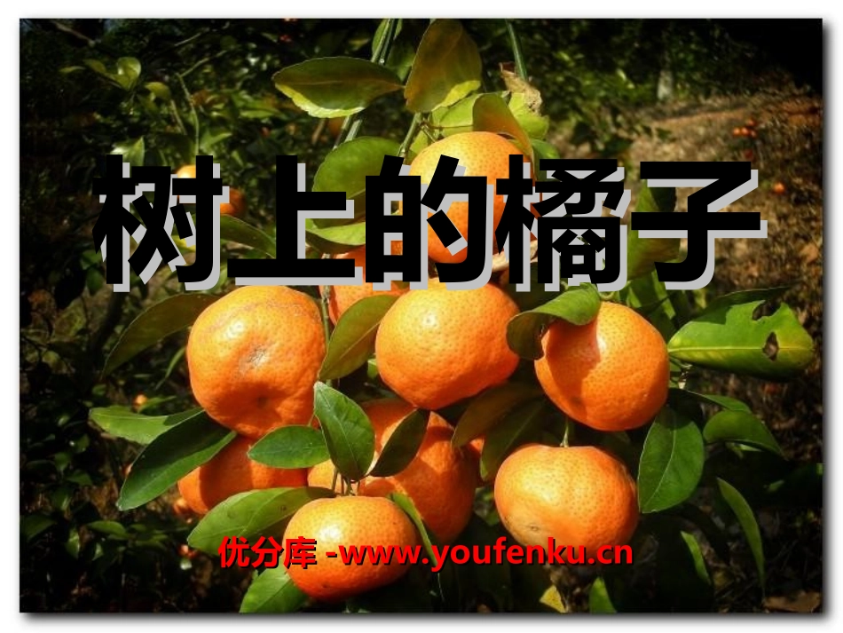 《树上的橘子》PPT课件[冀教版二年级语文下册]_第1页