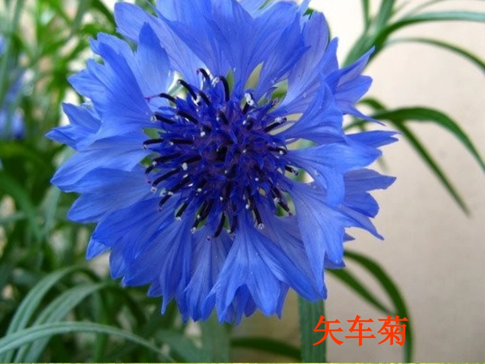 《会说话的草》PPT课件[冀教版三年级语文上册]_第3页
