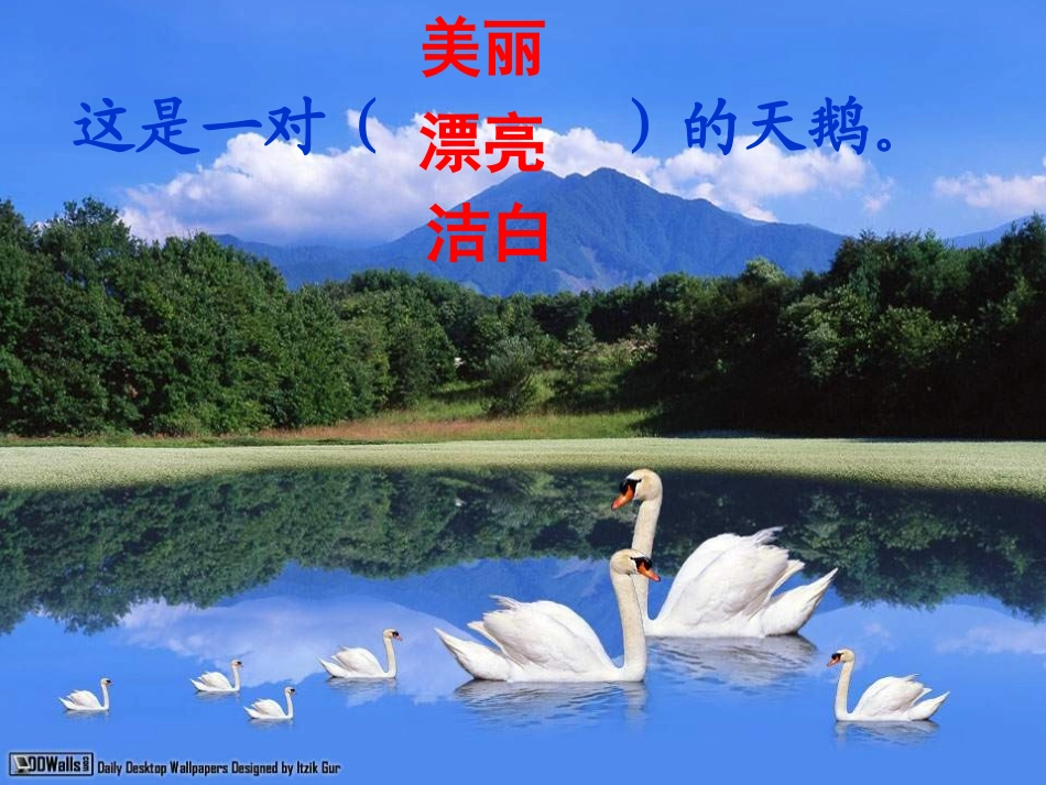 《湖滩上,有一对天鹅》PPT课件[冀教版三年级语文上册]_第1页