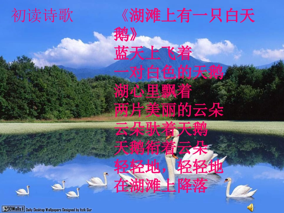 《湖滩上,有一对天鹅》PPT课件[冀教版三年级语文上册]_第2页