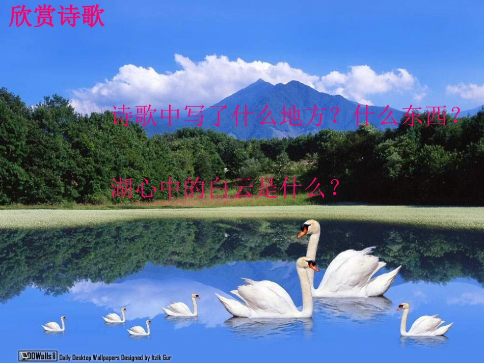 《湖滩上,有一对天鹅》PPT课件[冀教版三年级语文上册]_第3页