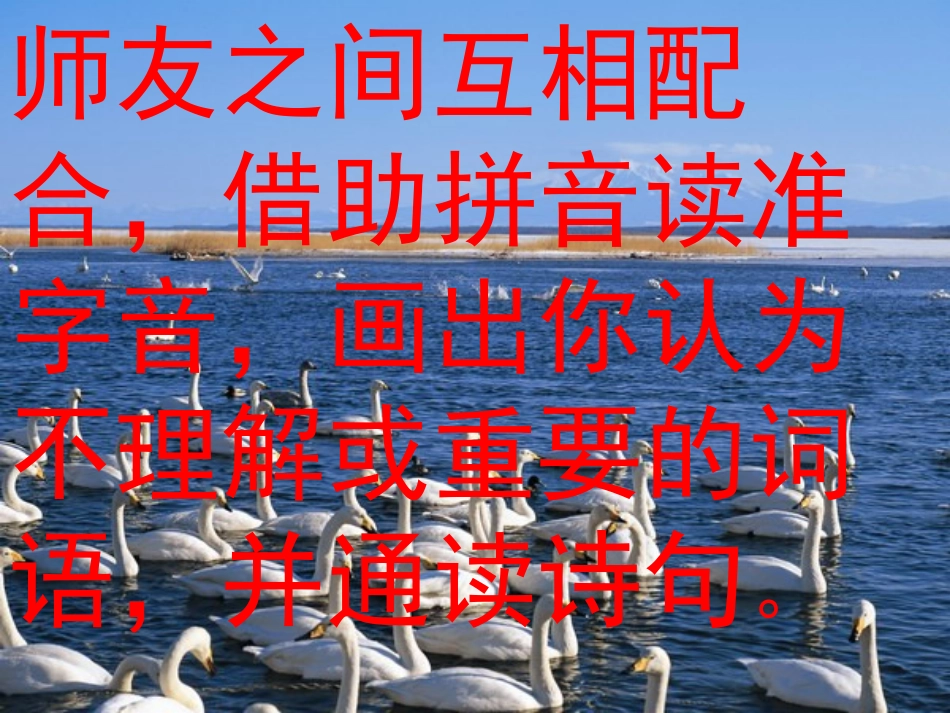 《湖滩上,有一对天鹅》PPT课件[冀教版三年级语文上册]_第3页