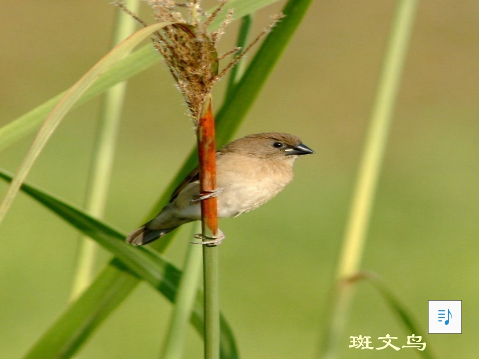 《会植树的鸟》PPT课件[冀教版三年级语文上册]_第2页