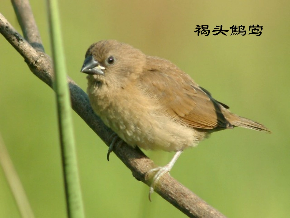 《会植树的鸟》PPT课件[冀教版三年级语文上册]_第3页