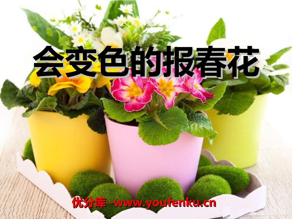《会变色的报春花》PPT课件[冀教版三年级语文上册]_第1页