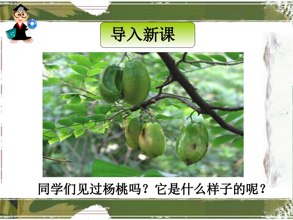《画杨桃》PPT课件[冀教版三年级语文上册]_第2页