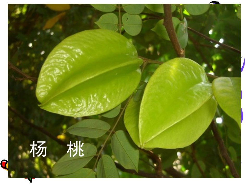 《画杨桃》PPT课件[冀教版三年级语文上册]_第3页