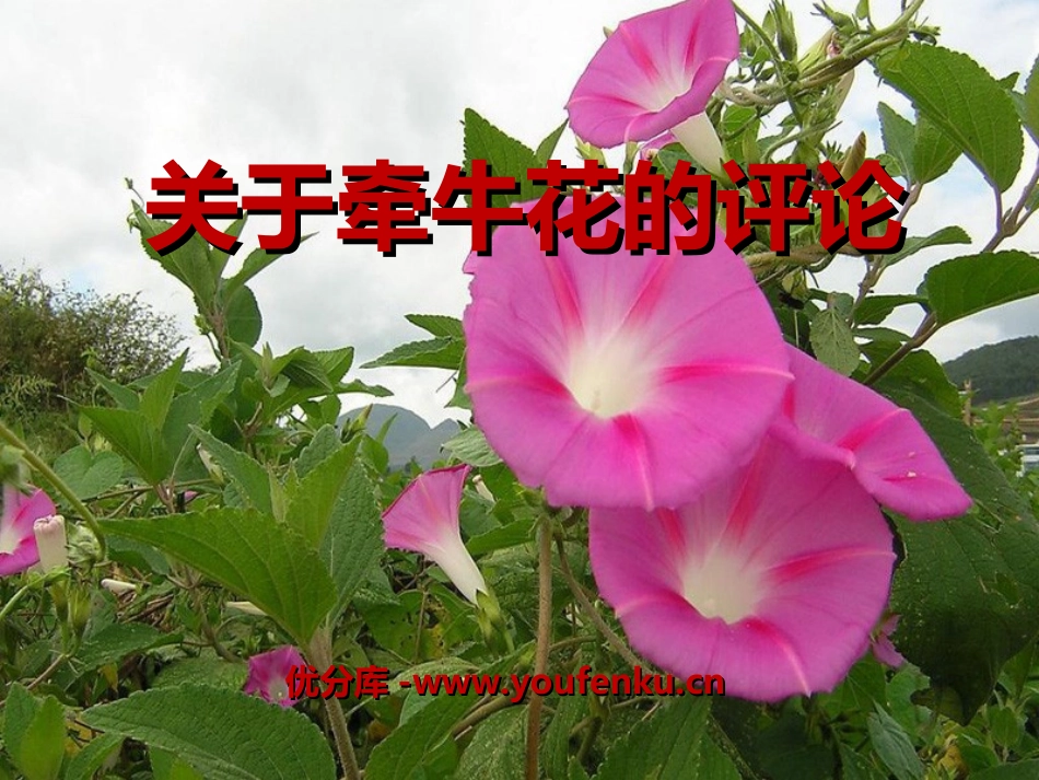 《关于牵牛花的评论》PPT课件[冀教版三年级语文上册]_第1页