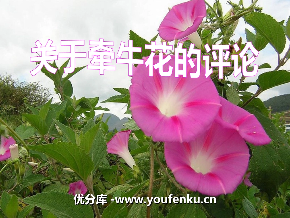 《关于牵牛花的评论》PPT课件[冀教版三年级语文上册]_第1页