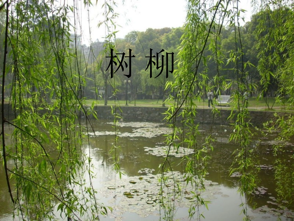 《柳笛和榆钱》PPT课件[冀教版三年级语文下册]_第2页