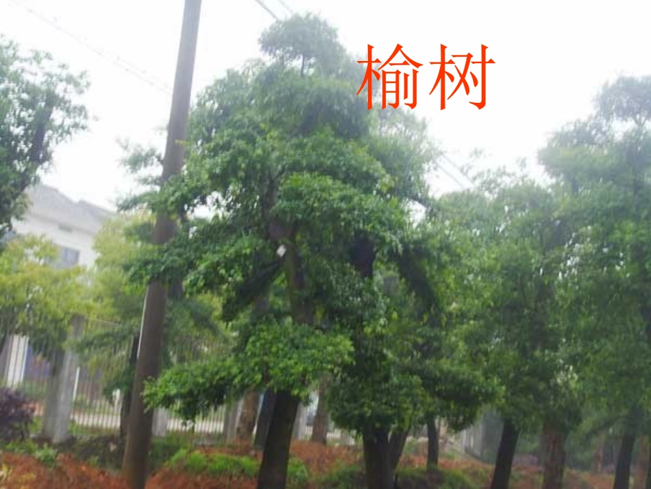 《柳笛和榆钱》PPT课件[冀教版三年级语文下册]_第3页