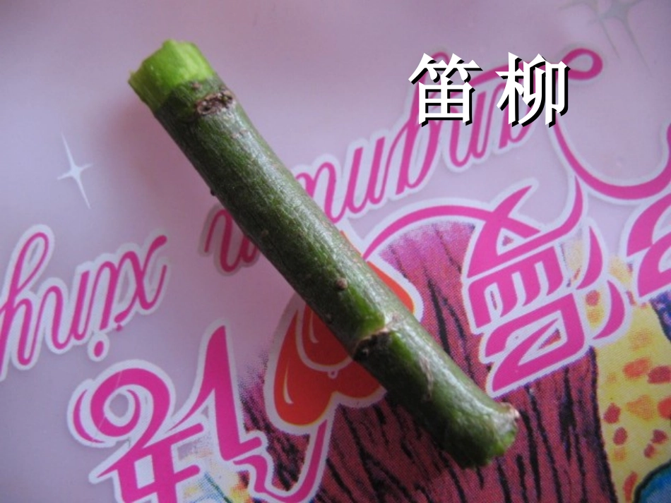 《柳笛和榆钱》PPT课件[冀教版三年级语文下册]_第1页