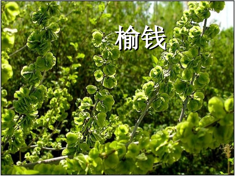 《柳笛和榆钱》PPT课件[冀教版三年级语文下册]_第2页