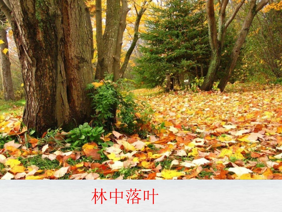 《大自然的语言》PPT课件1[冀教版三年级语文下册]_第3页
