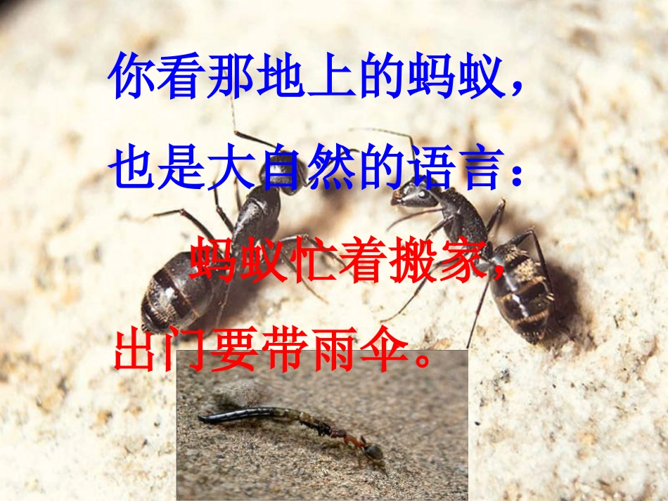 《大自然的语言》PPT课件[冀教版三年级语文下册]_第2页