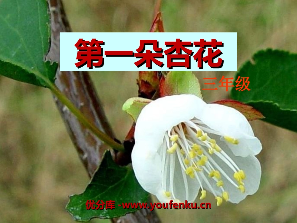 《第一朵杏花》PPT课件[冀教版三年级语文下册]_第1页