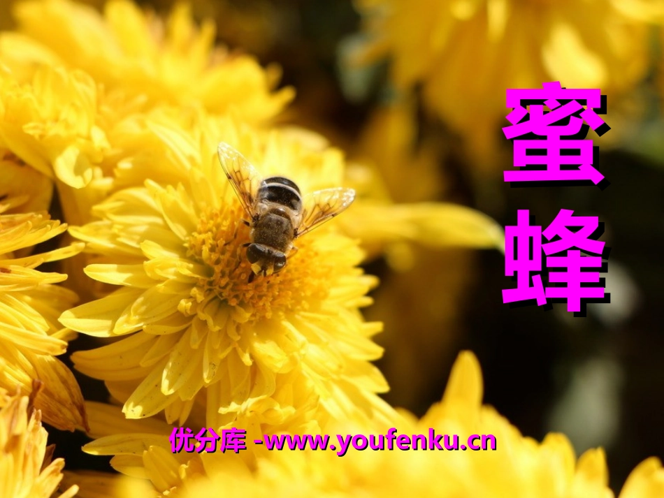 《蜜蜂》PPT课件[冀教版三年级语文下册]_第1页
