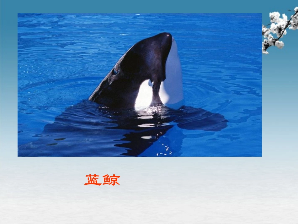 《矿矿的研究》PPT课件[冀教版三年级语文下册]_第3页