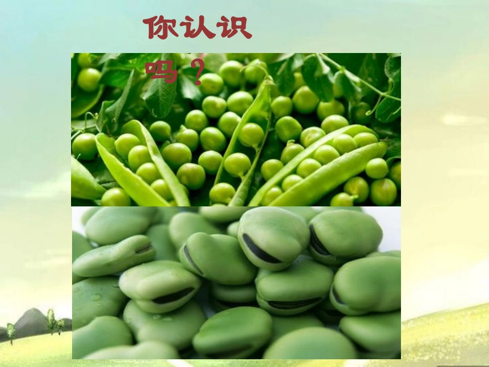 《一颗小碗豆》PPT课件[冀教版三年级语文下册]_第2页
