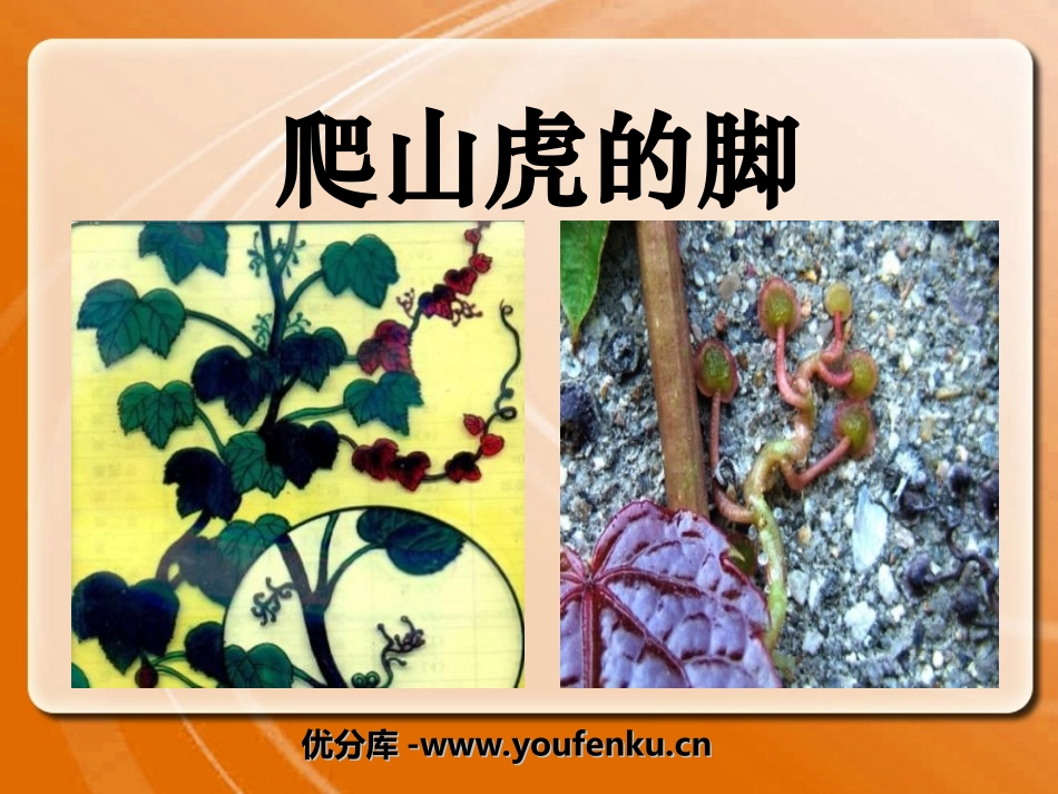 《爬山虎的脚》PPT课件[冀教版四年级语文上册]_第1页