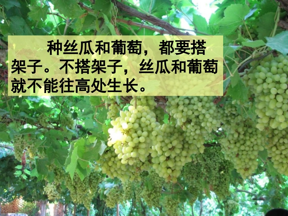 《爬山虎的脚》PPT课件[冀教版四年级语文上册]_第3页