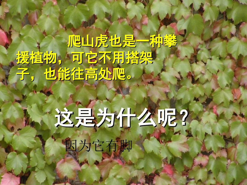 《爬山虎的脚》PPT课件[冀教版四年级语文上册]_第3页