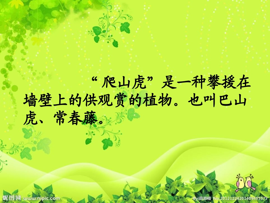 《爬山虎的脚》PPT课件[冀教版四年级语文上册]_第2页
