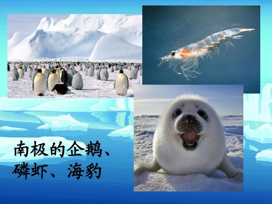 《一封从南极寄来的信》PPT课件[冀教版四年级语文上册]_第1页
