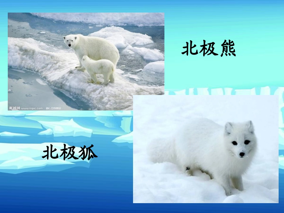 《一封从南极寄来的信》PPT课件[冀教版四年级语文上册]_第2页
