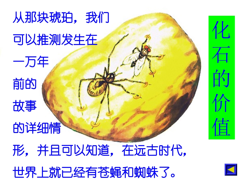 《琥珀》PPT课件[冀教版四年级语文上册]_第2页