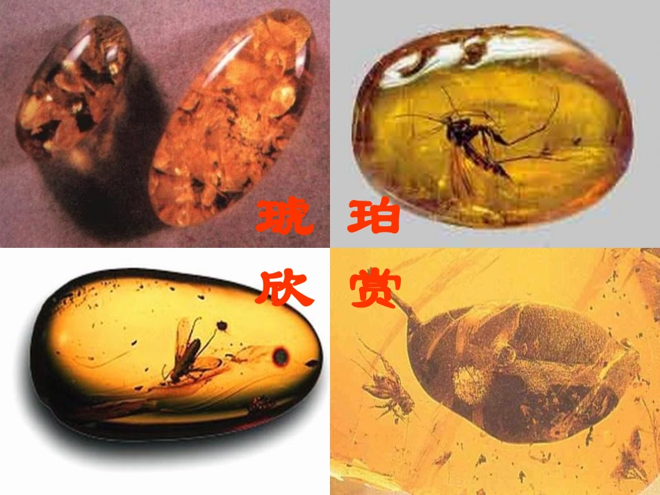 《琥珀》PPT课件[冀教版四年级语文上册]_第3页