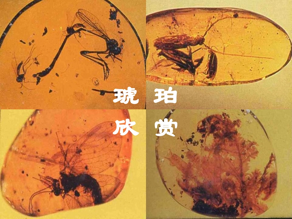 《琥珀》PPT课件[冀教版四年级语文上册]_第3页