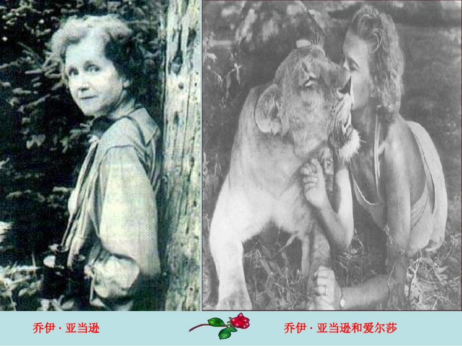 《小狮子爱尔莎》PPT课件[冀教版四年级语文下册]_第3页
