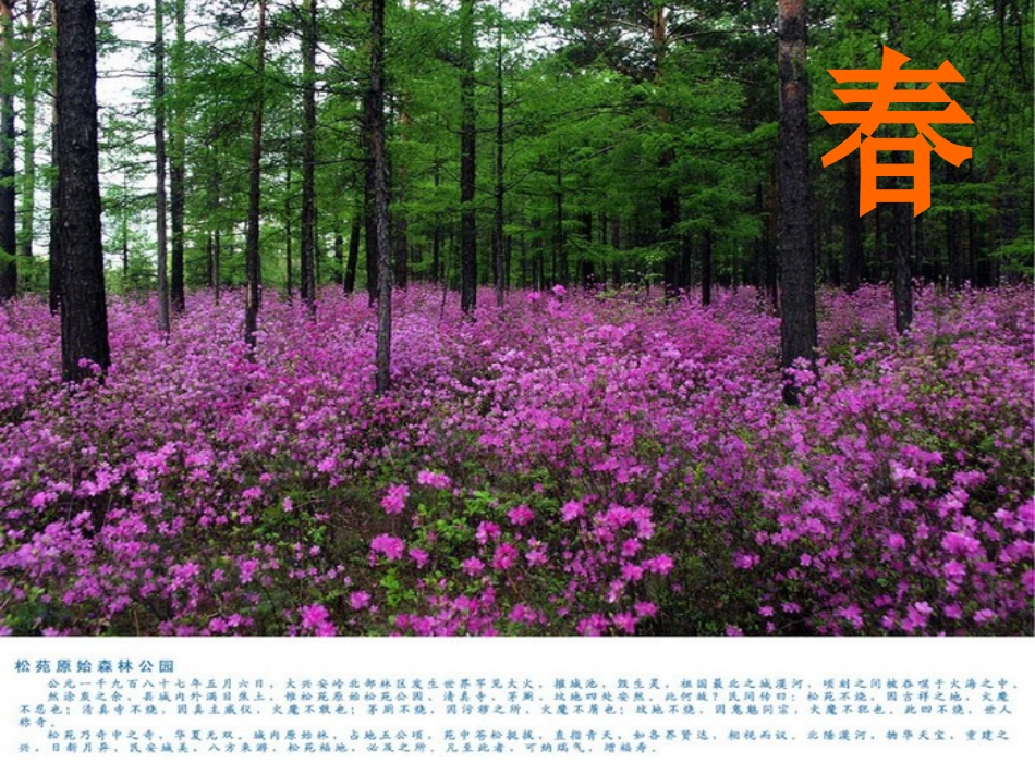 《东北大森林》PPT课件[冀教版四年级语文下册]_第3页