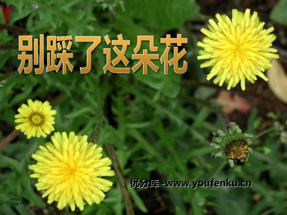 《别踩了这朵花》PPT课件[冀教版四年级语文下册]_第1页