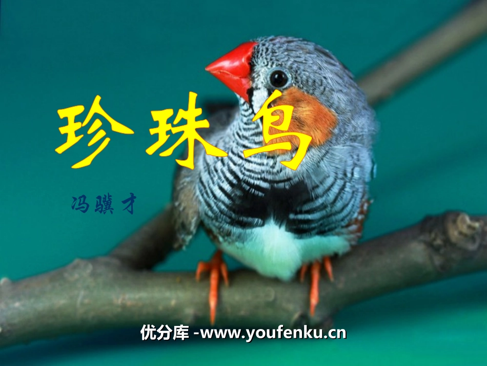 《珍珠鸟》PPT课件[冀教版五年级语文上册]_第1页