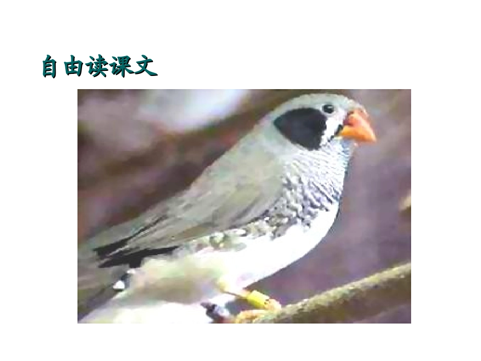 《珍珠鸟》PPT课件[冀教版五年级语文上册]_第3页