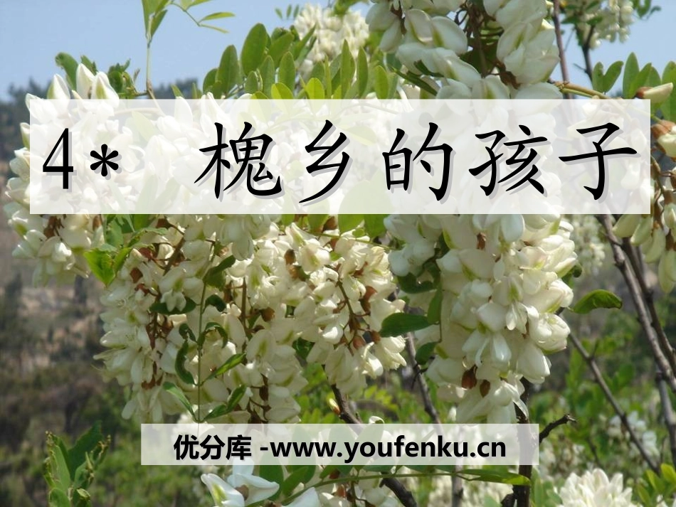《槐乡的孩子》PPT课件[冀教版五年级语文下册]_第1页