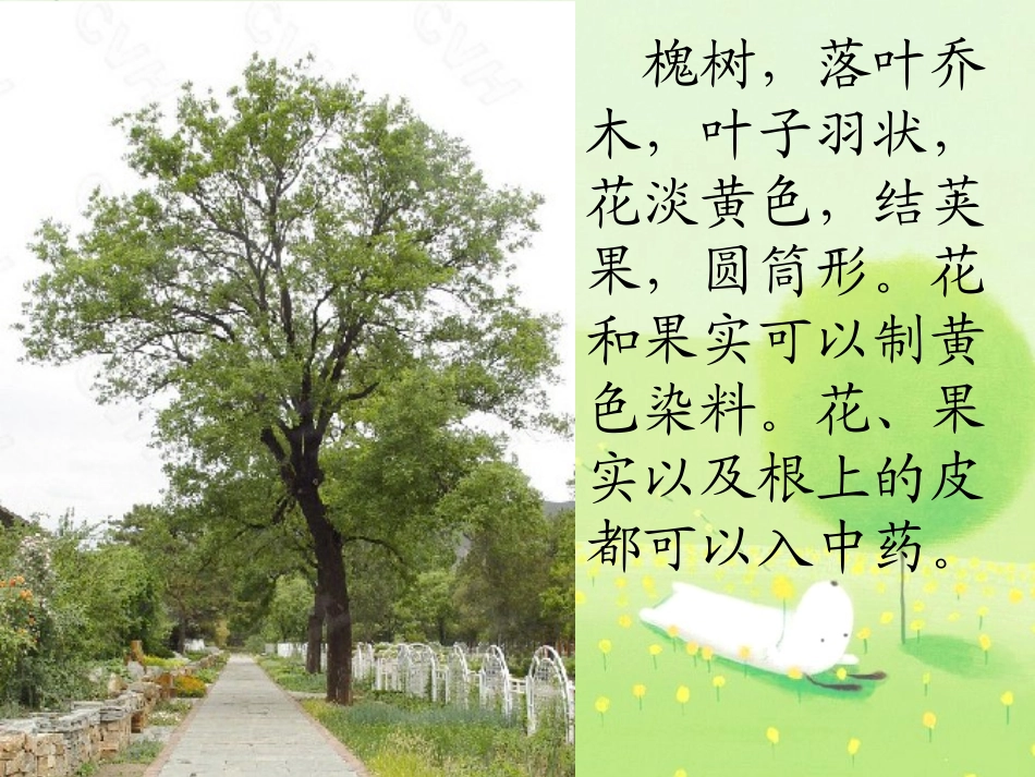 《槐乡的孩子》PPT课件[冀教版五年级语文下册]_第2页