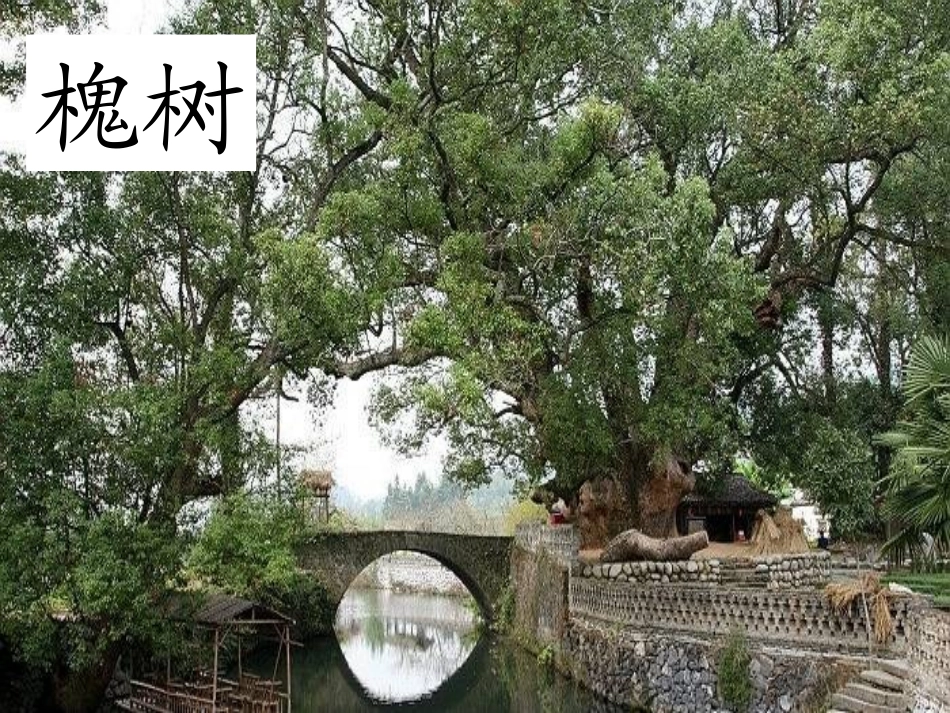 《槐乡的孩子》PPT课件[冀教版五年级语文下册]_第3页
